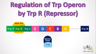 Regulation of Trp operon by Repressor protein Trp R gene tryptophan biosynthesis Trp operator [upl. by Asiruam]