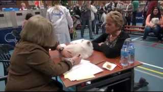 Joke amp Ab Smid op kattenshow in Uitgeest [upl. by Sire426]