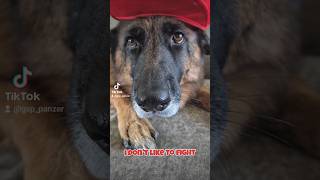 I dont like to fight German Shepherd GSD 🥺🙃🐶new shorts ytshorts viral viralshorts [upl. by Enyak]