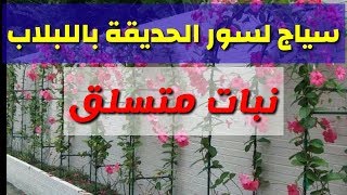 عمل سياج لسور الحديقة بنبات متسلق، زراعة اللبلاب Dolichos purpureus [upl. by Ikram]