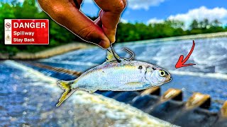 Fishing HIDDEN Spillways LOADED w Big Fish [upl. by Flam310]