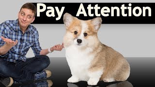 How to Teach your Puppy to INSTANTLY Sit Still and Pay Attention [upl. by Enimajneb]