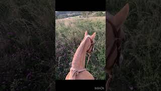 Oakeyvale trail rideHindleHorsemanshiphorsestrailridinghorseriding outdoor [upl. by Atig]