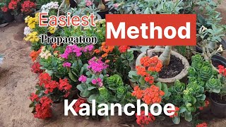 Kalanchoe propagation easy ideas l How to grow Kalanchoe plant from cuttings l Kalanchoe plant care [upl. by Ellary]