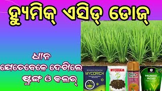 କେଉଁ ଭିଟାମିନ ରେ ଧାନ ଷ୍ଟ୍ରଙ୍ଗ୍ ହୁଏ  ଧାନ ର ହ୍ଯୁମିକ୍ ଏସିଡ୍ ଡୋଜ୍ humic acid dose of paddy [upl. by Ainet510]