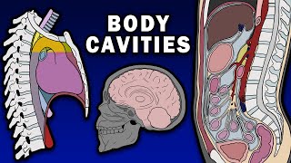 BODY CAVITIES ANATOMY  Cranial Spinal Thoracic Abdominopelvic [upl. by Annohsed]