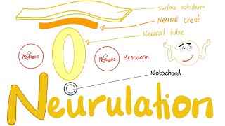 Neural Tube Development and Neural Tube Defects NTD Dr Adel Bondok [upl. by Lotz]