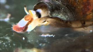 Conus tessulatus eating worm [upl. by Aitsirhc]