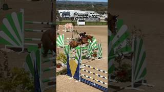 I no longer think showjumping should be a sport horse equestrian showjumping showjumper horses [upl. by Hakilam]