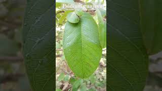 Guava fruiting plant scientific name Psidium guajava botany shorts [upl. by Oryaj618]