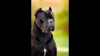 Cane Corso Puppies in INDIA 9860777723 [upl. by Courtney]