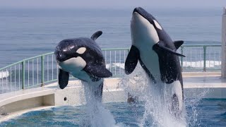 Kamagawa sea world Tokyo ChibaMust visit place in Japan [upl. by Dier]