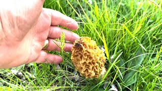 Morel Mushrooms in our yard this year [upl. by Inalial]