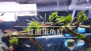 【乔治的乌龟】红面蛋龟缸的制作以及细节。 [upl. by Nelleyram]