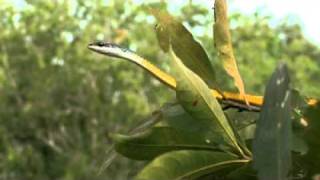 Common Tree Snake Dendrelaphis punctulata [upl. by Aikmat]