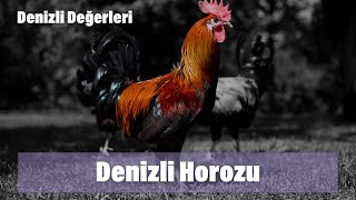 Denizli Horozu [upl. by Pyszka]