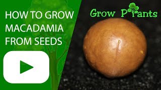 How to grow Macadamia Nut from seeds [upl. by Dosh]