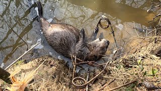 Beaver Trapping [upl. by Theobald]