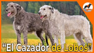 El cazador de Lobos Irish Wolfhound 🐺🍀Loberoirlandés irishwolfhound [upl. by Groveman487]