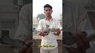 For Sale New Pigeon video in Bareilly newvideo pigeon kabutarkaghar [upl. by Lamoree984]