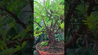 ගගවැරල්ල බොන්සායි  phyllanthus Bonsai srilanka  Bonsai Inventor  බොන්සායි නිමැවුම්කරුවා [upl. by Eerolam]