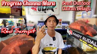 Progress Channa Maru Red Sampit [upl. by Eybba]