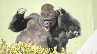 Huge Silverback Gorilla Shows Off His Strength  Gorillas Screaming  The Shabani Group [upl. by Selfridge]