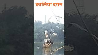 Shri Krishna Govind Hare Murari shorts viral travel raipur [upl. by Ndnarb]