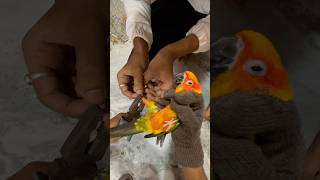 Sun Conure Birds ko ring 💍 phena deya ag 🦜 mini vlogs with birds shortsfeed birds sunconure [upl. by Halimak]