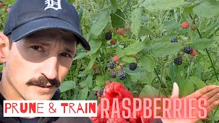 How to Prune Raspberries for HIGH Yield and Healthy Plants [upl. by Arihk]