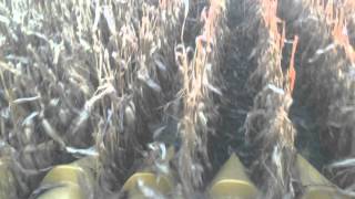 Cornrower  Cab View Windrowing Corn [upl. by Lemcke]