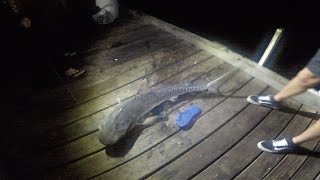 FISHING for TIGER SHARKS off BUSSELTON JETTY [upl. by Chelsie661]