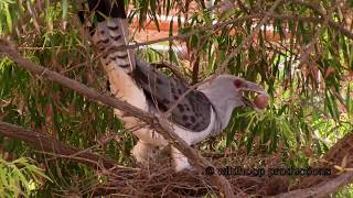 Channelbilled Cuckoo Attacks Currawong Nest [upl. by Epolulot]