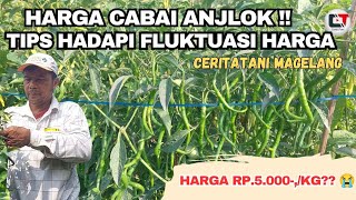 HARGA CABAI ANJLOK ⁉️TIPS PETANI HADAPI FLUKTUASI HARGA CABAI [upl. by Skees]