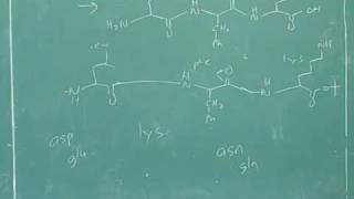 Amino acid and polypeptide synthesis 15 [upl. by Meuser]