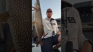 Quality Northern Pike in the Brainerd Lakes Area Going back fishing lake Pike BLA MN fun [upl. by Jos]