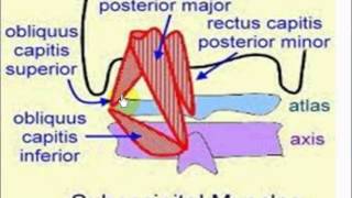 suboccipital muscles [upl. by Cohl]