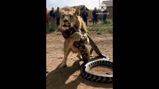 Animal Lion Catcow fight with snakeFantastic video🐉🦁🐄🐈 [upl. by Ateuqahs]