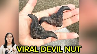 Devil nut [upl. by Reine]