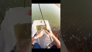 Chim còn câu được fishing fish carpfishing fishinglife tamtrang cauca bassfishing funny [upl. by Ilime396]