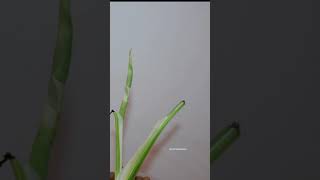 Monstera Albo Unfurling Leaf Time Lapse [upl. by Ylreveb]