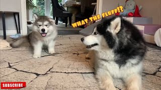 Giant Alaskan Malamute Reacts To New Puppy So Cute [upl. by Ardnoik66]