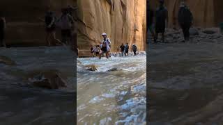 Exploring The Narrows Zions Backcountry Gem adventuretravel to zionnationalpark water hiking [upl. by Varney493]