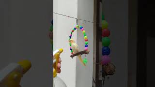 Lalu Shower time cockatielsinging birds parrot cockatiel indonesia uk [upl. by Elokkin24]