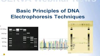 SERVA Webinar DNA Electrophoresis  The Basics English [upl. by Eirual]