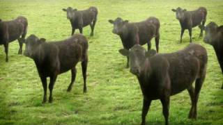 cows amp cows amp cows [upl. by Cerelly673]