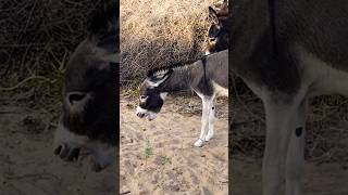 Donkey Lovers New short video [upl. by Tiersten873]