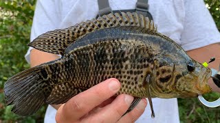 How to catch Jaguar Guapote and Mayan cichlids in the Florida Everglades [upl. by Darby383]