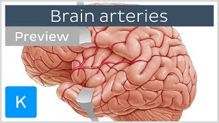 Arteries of the brain lateral and medial views preview  Human Neuroanatomy  Kenhub [upl. by Irdua]