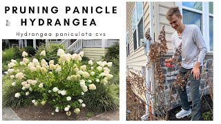 Pruning HYDRANGEA PANICULATA  Prune Hydrangea Correctly for more FLOWERS [upl. by Zandra]